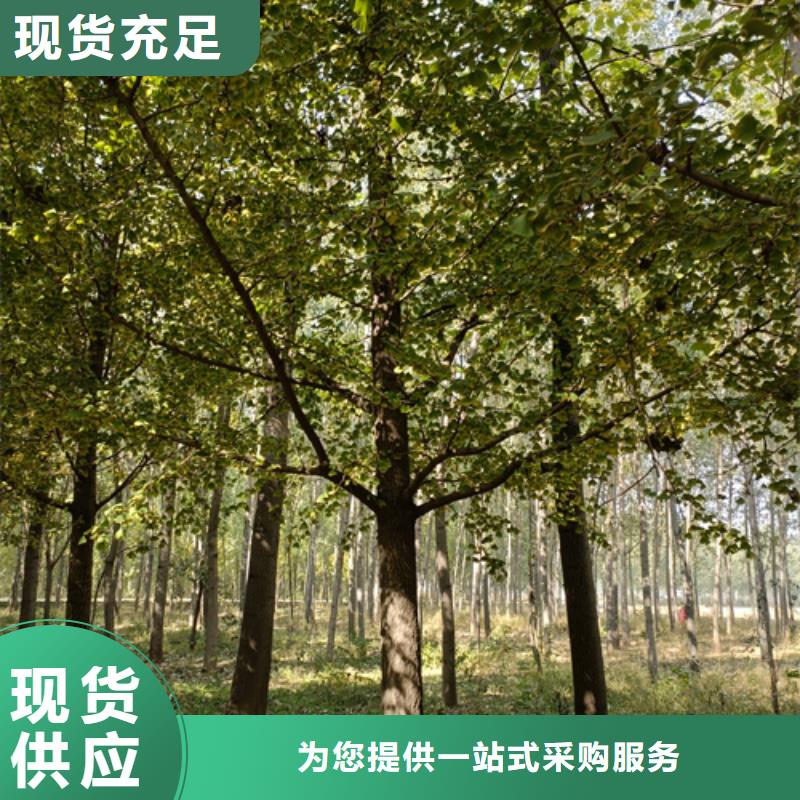 法桐五角枫24小时下单发货
