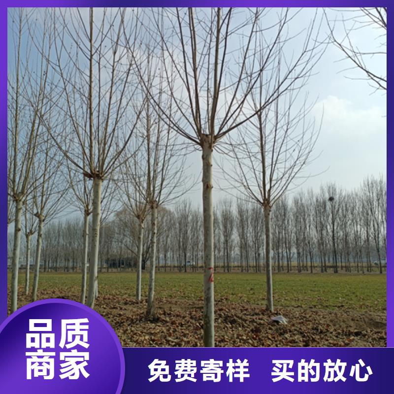 速生法桐品牌供货商