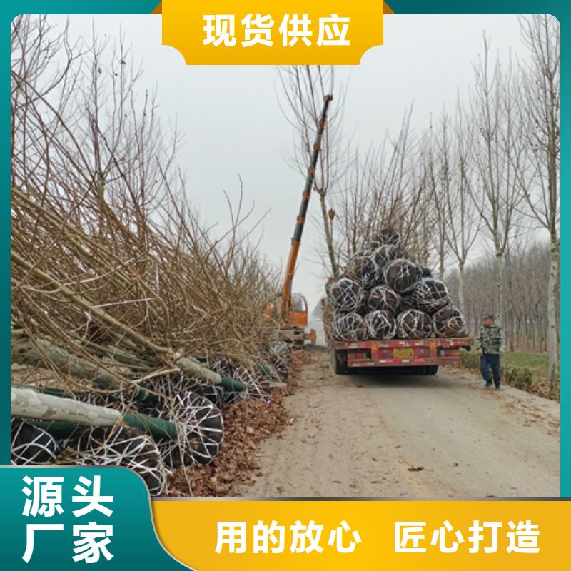 法桐小苗厂家售后服务热线