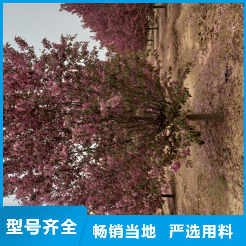 法桐黄金槐市场行情