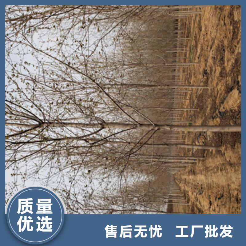 速生法桐品牌供货商