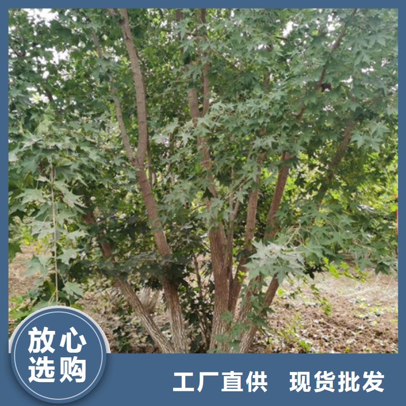 法桐黄金槐市场行情