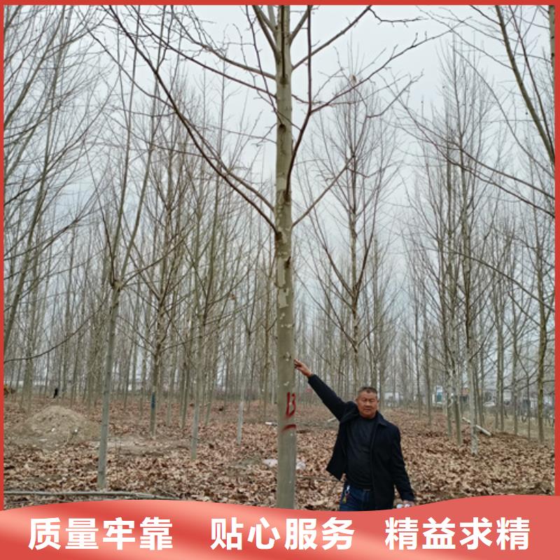 法桐,白蜡厂家直销