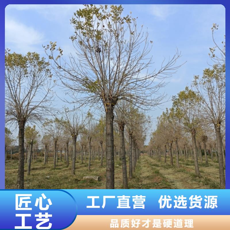 法桐黄金槐市场行情