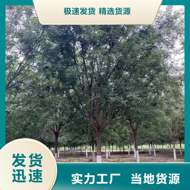 法桐小苗厂家售后服务热线