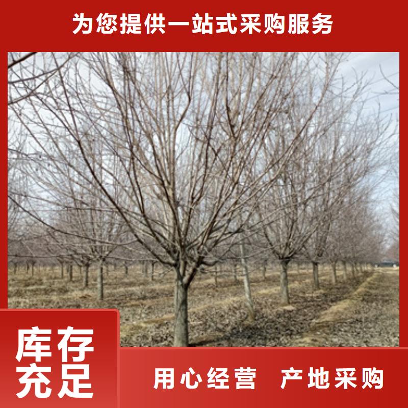 法桐五角枫24小时下单发货