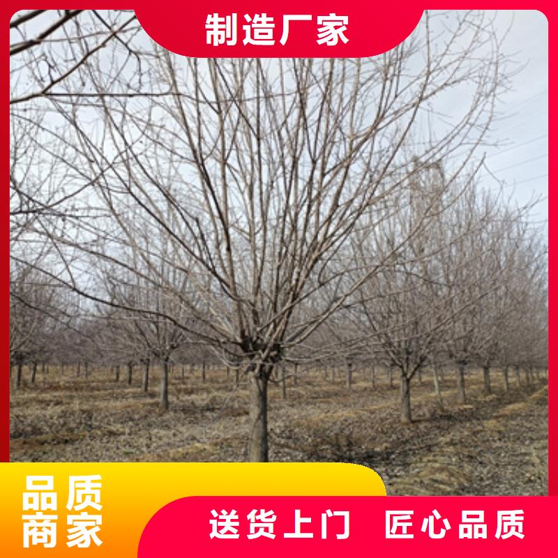 法桐五角枫24小时下单发货
