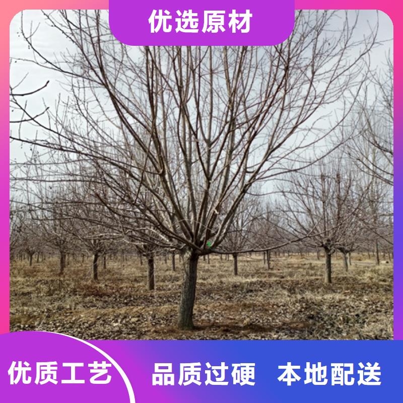 法桐五角枫24小时下单发货