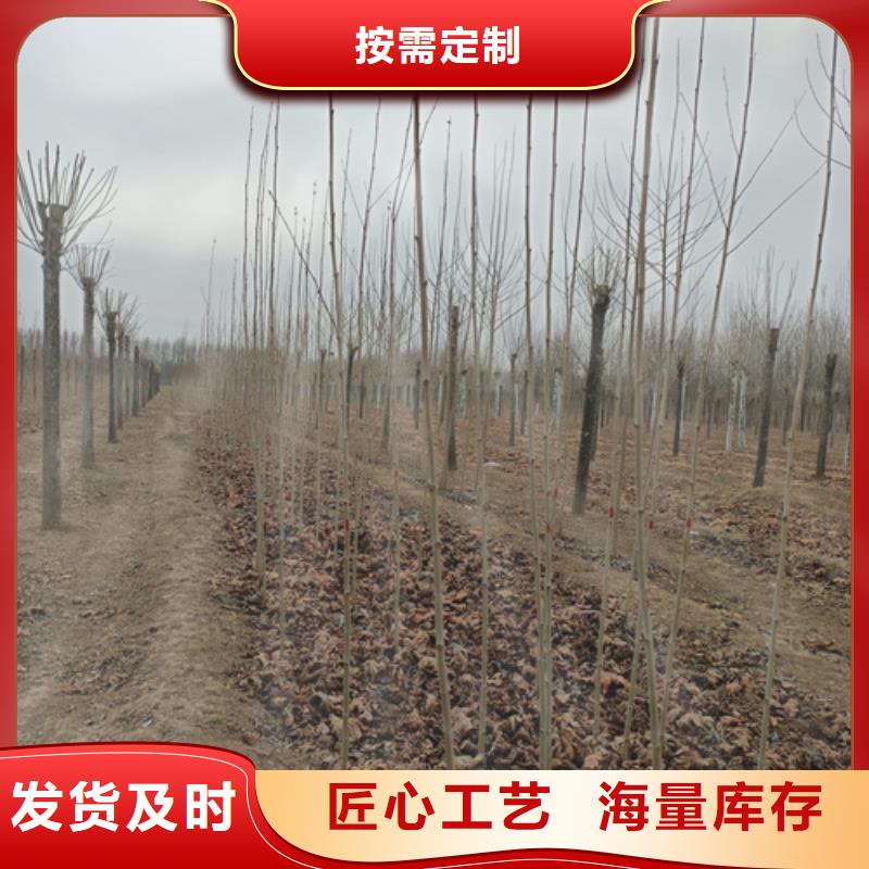 法桐五角枫24小时下单发货