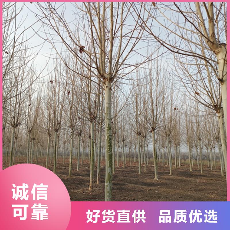 法桐五角枫24小时下单发货