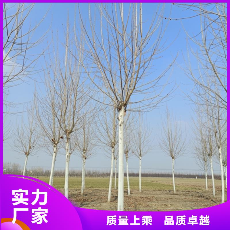 法桐五角枫24小时下单发货