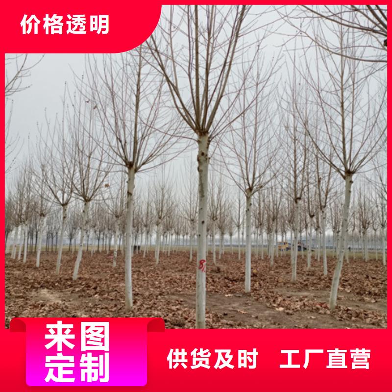 法桐五角枫24小时下单发货