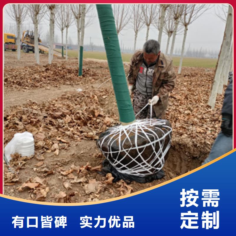 法桐五角枫24小时下单发货