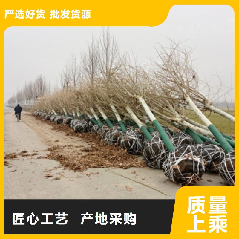 法桐五角枫24小时下单发货