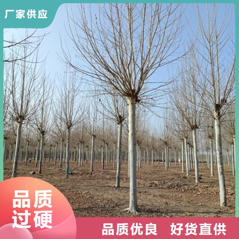 法桐五角枫24小时下单发货