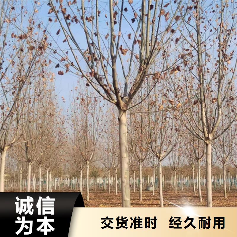 法桐五角枫24小时下单发货
