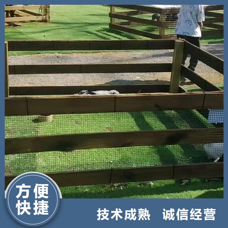 马戏团/羊驼 马戏团表演资质齐全