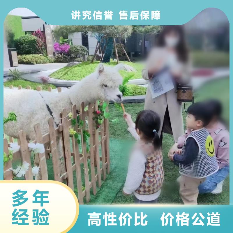 【马戏团/羊驼_海狮表演出租服务周到】