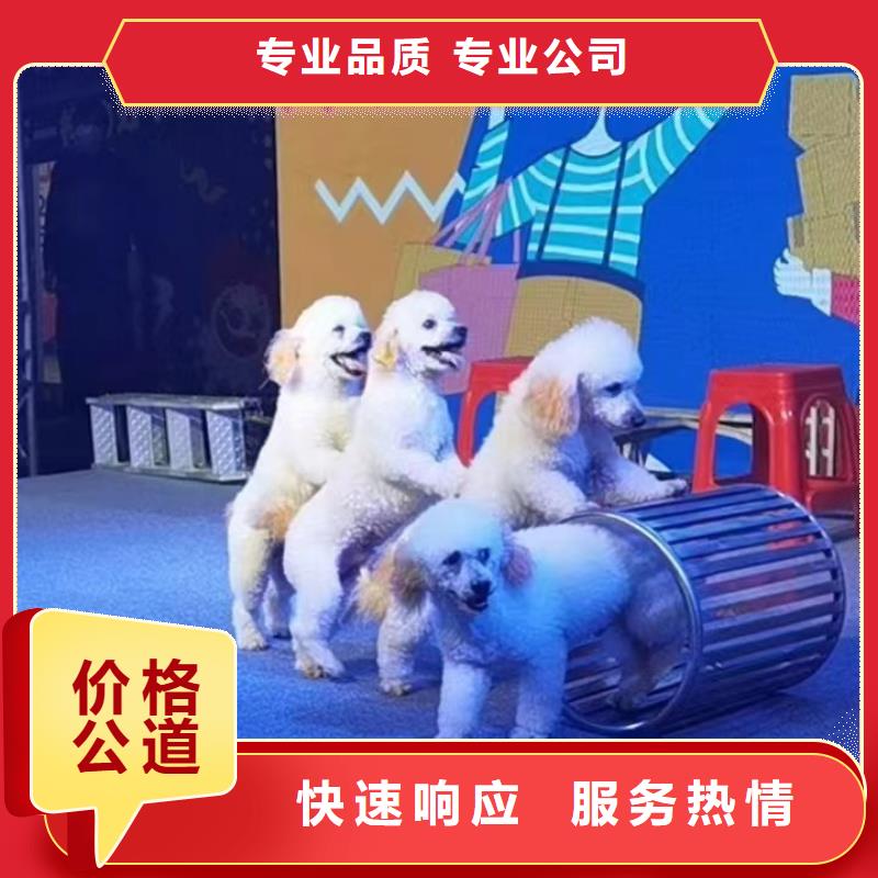 马戏团/羊驼【马戏团表演出租租赁】讲究信誉