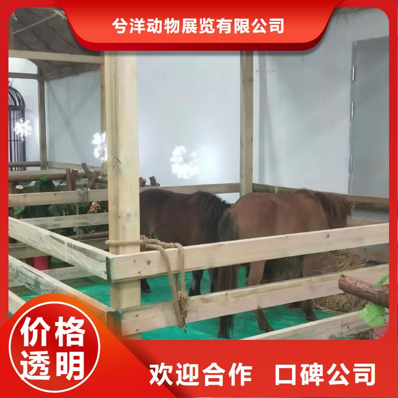 马戏团/羊驼美人鱼表演注重质量