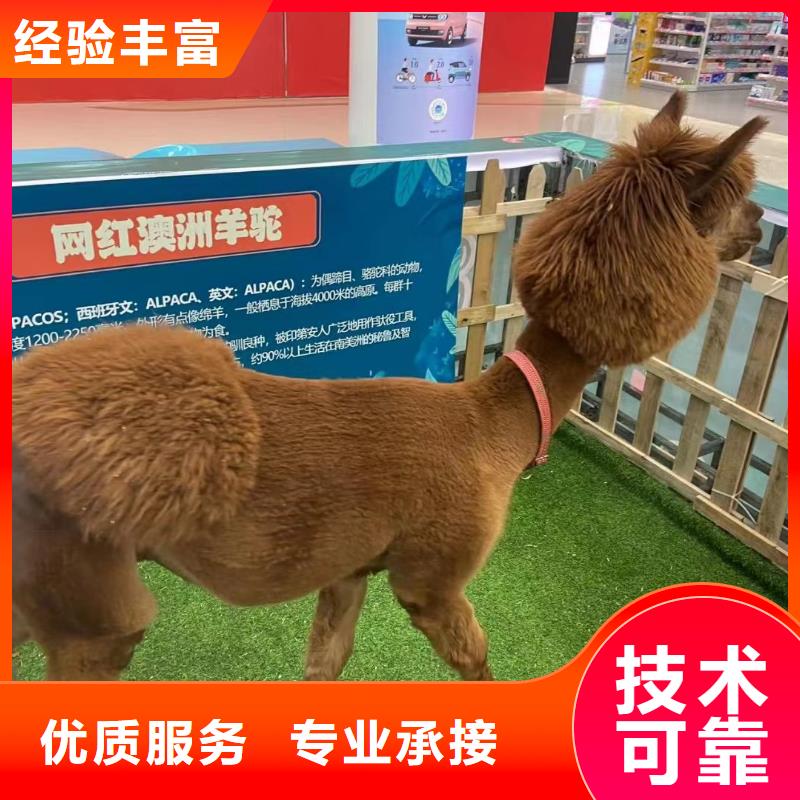 马戏团/羊驼出租表演萌宠实力商家