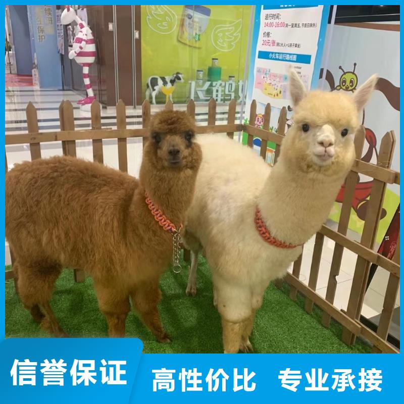 马戏团/羊驼观赏性羊驼租赁正规公司