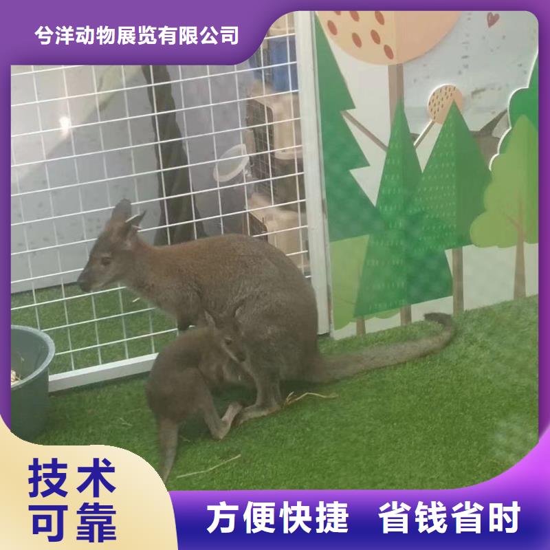 马戏团/羊驼观赏性羊驼租赁正规公司