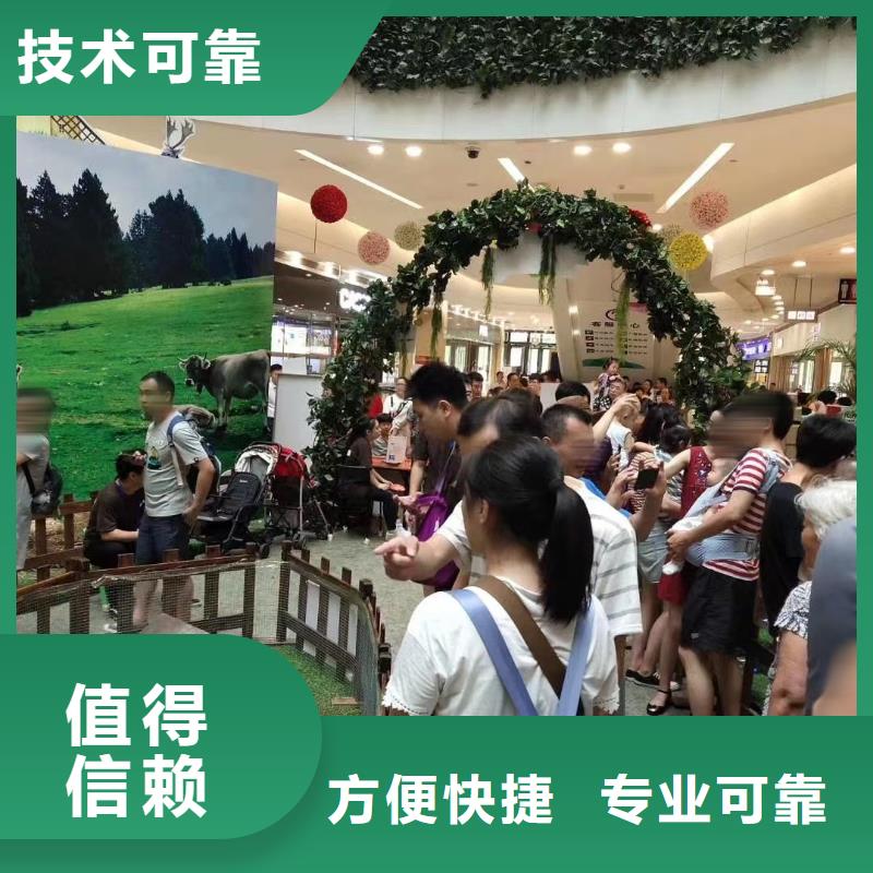 马戏团/羊驼草泥马羊驼租赁放心