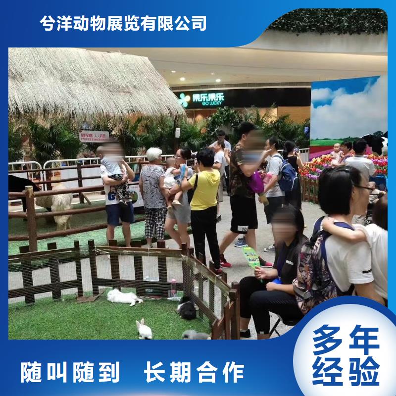 马戏团/羊驼海狮表演出租知名公司