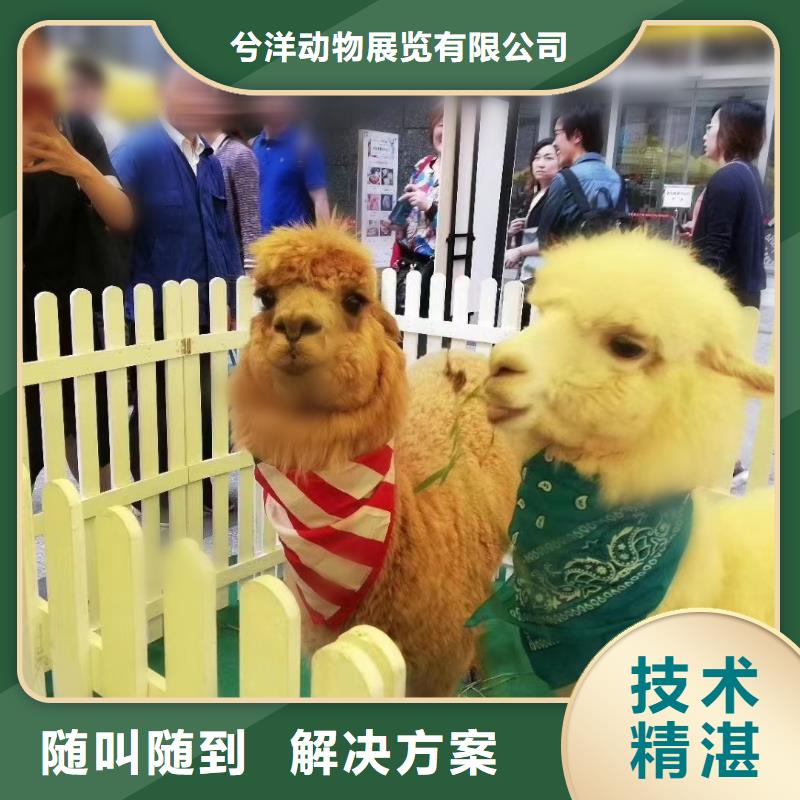【马戏团/羊驼_海狮表演出租服务周到】