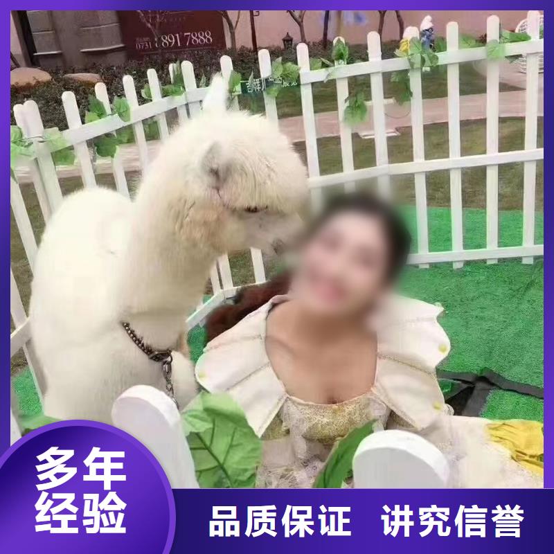马戏团/羊驼观赏性羊驼租赁正规公司