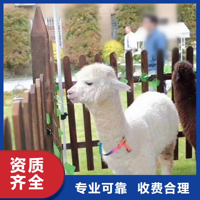 马戏团/羊驼美人鱼表演注重质量