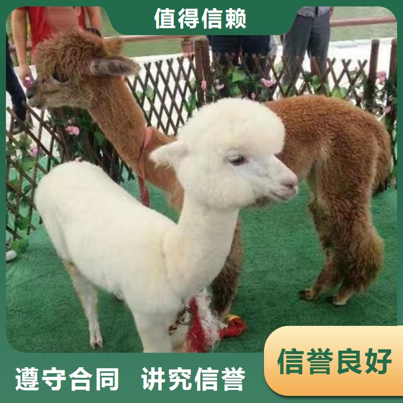 马戏团/羊驼海狮表演出租知名公司