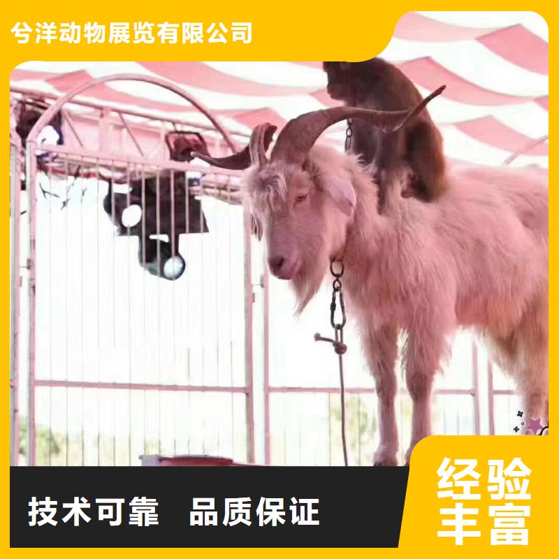 【马戏团/羊驼_海狮表演出租服务周到】