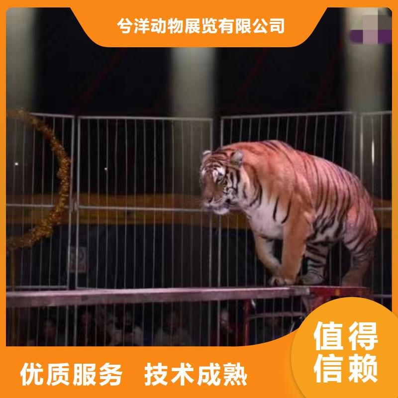 马戏团/羊驼出租表演萌宠实力商家