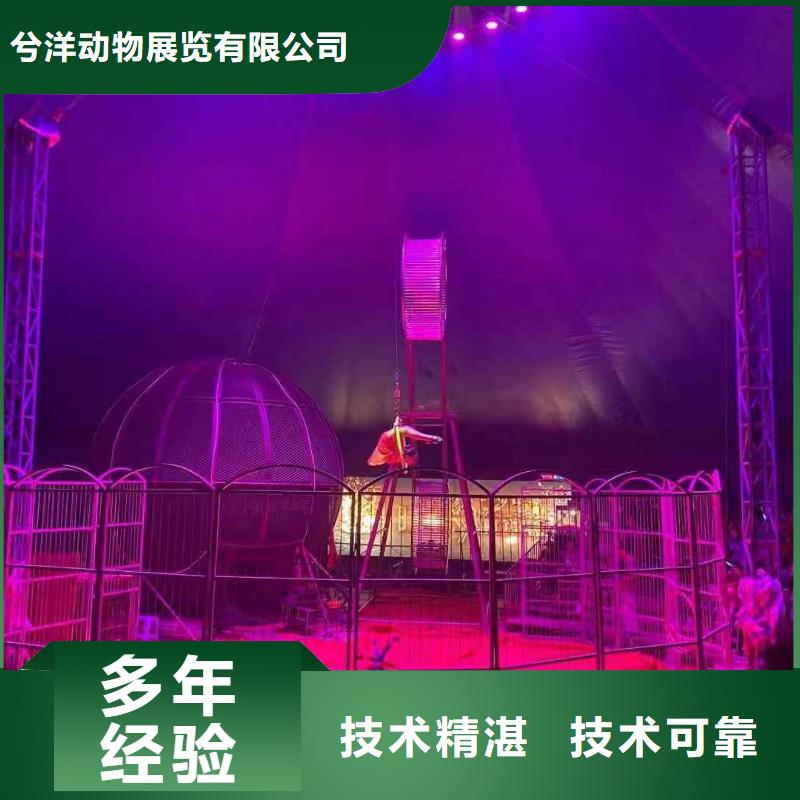 马戏团/羊驼美人鱼表演注重质量