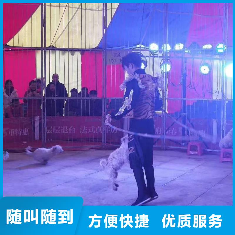 【马戏团/羊驼_海狮表演出租服务周到】