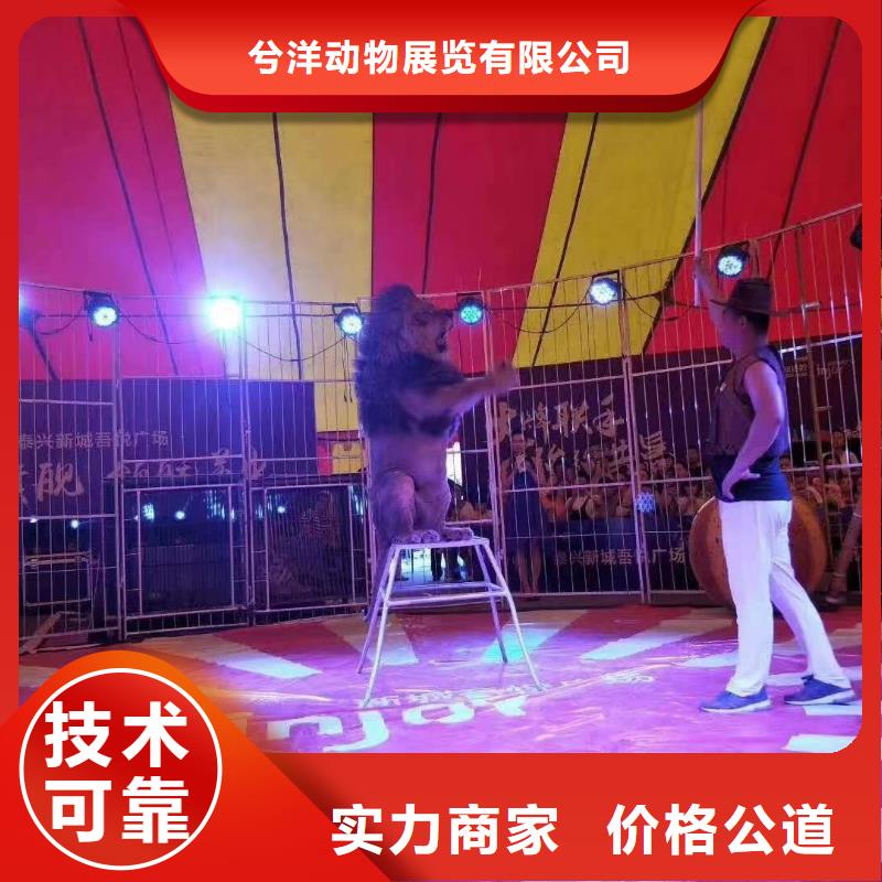 马戏团/羊驼动物表演出租实力商家
