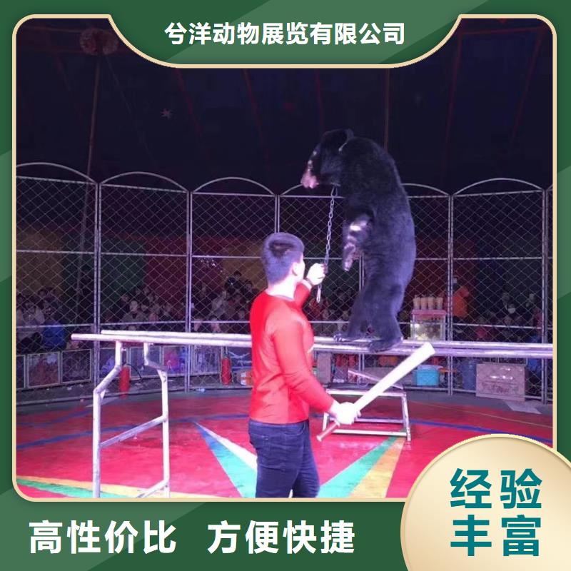 马戏团/羊驼动物表演出租实力商家