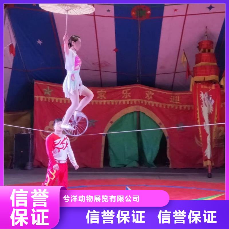 马戏团/羊驼【马戏表演】24小时为您服务