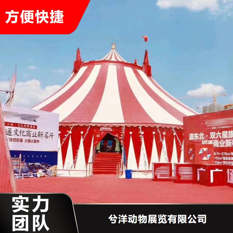 马戏团/羊驼动物表演出租实力商家