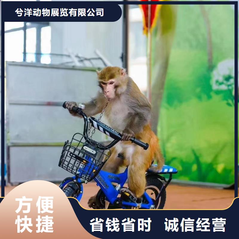马戏团/羊驼海狮表演出租知名公司