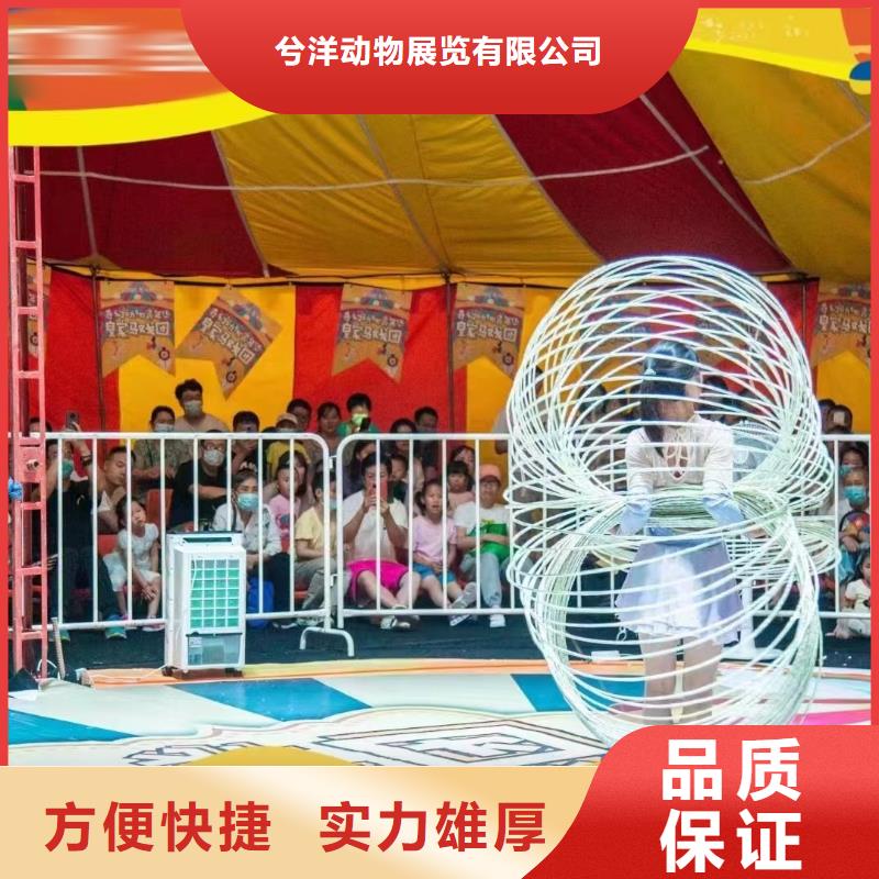 马戏团/羊驼【马戏团表演出租租赁】讲究信誉