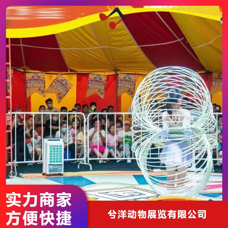 马戏团/羊驼动物表演出租实力商家