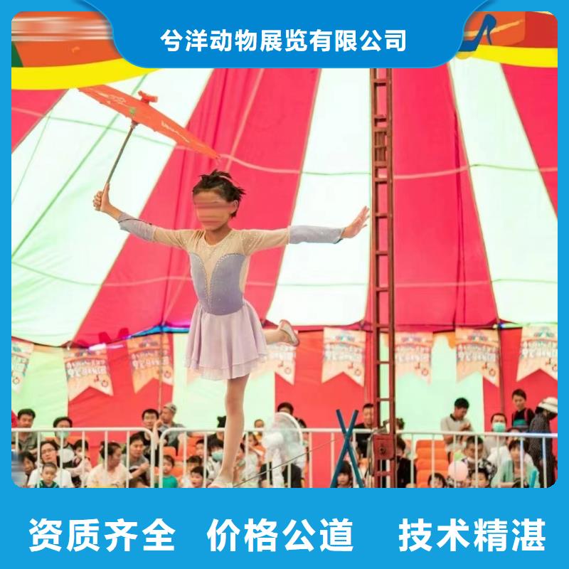 马戏团/羊驼【马戏表演】24小时为您服务