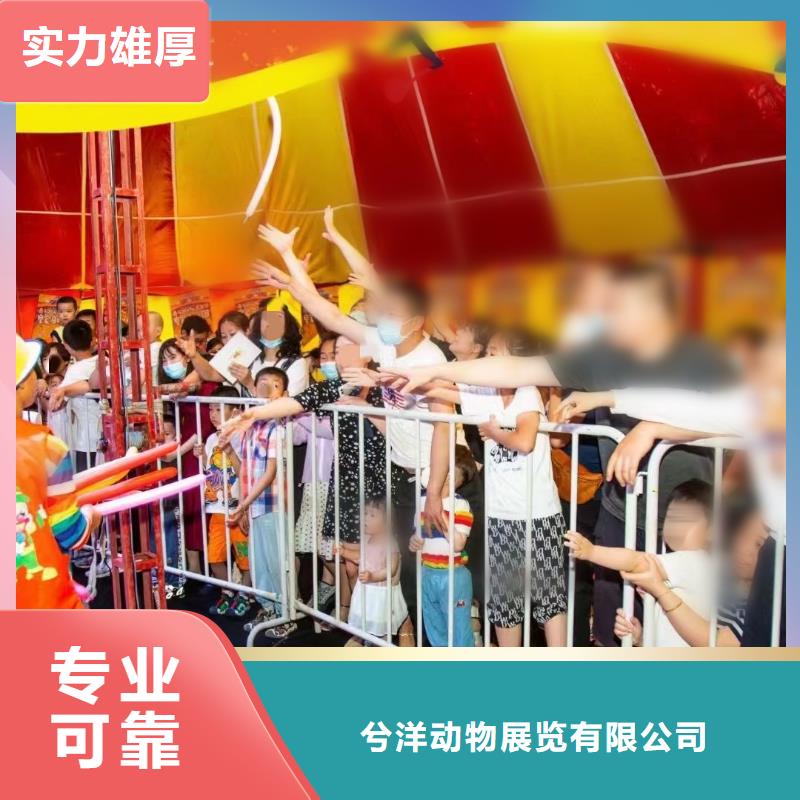 马戏团/羊驼动物表演出租实力商家