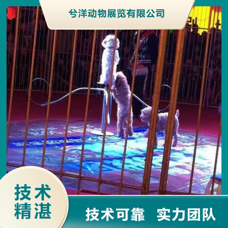 马戏团/羊驼【马戏表演】24小时为您服务