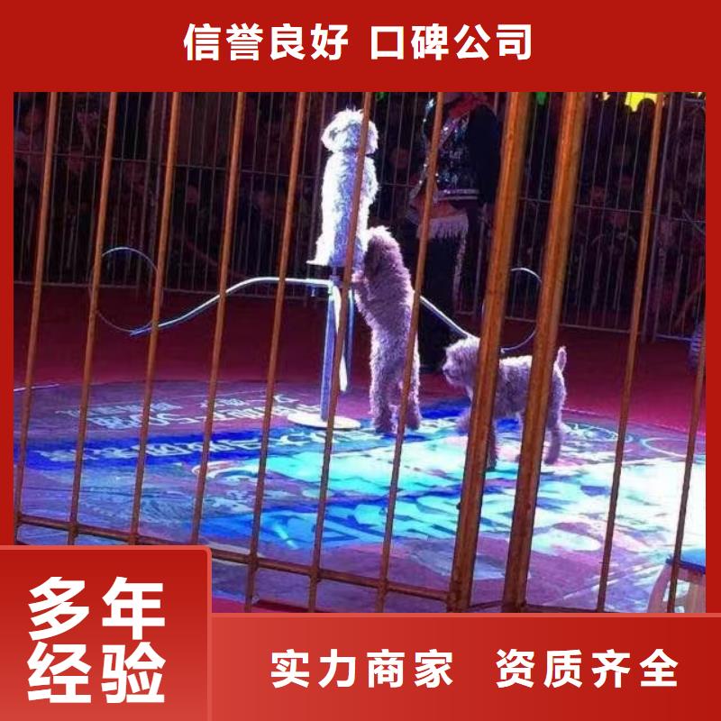 马戏团/羊驼海狮表演出租知名公司