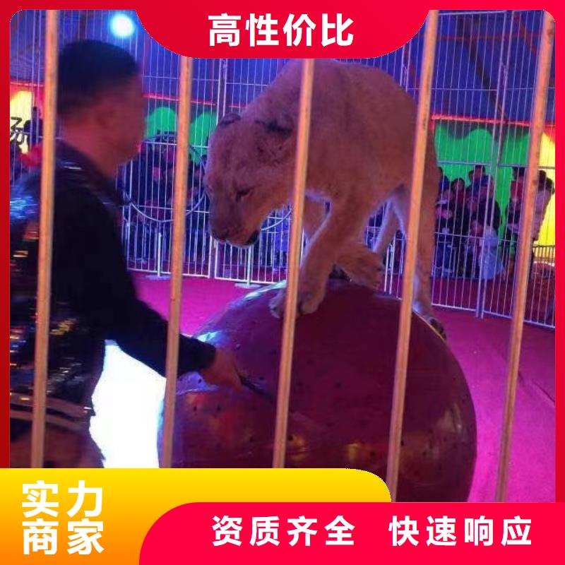 马戏团/羊驼动物表演出租实力商家