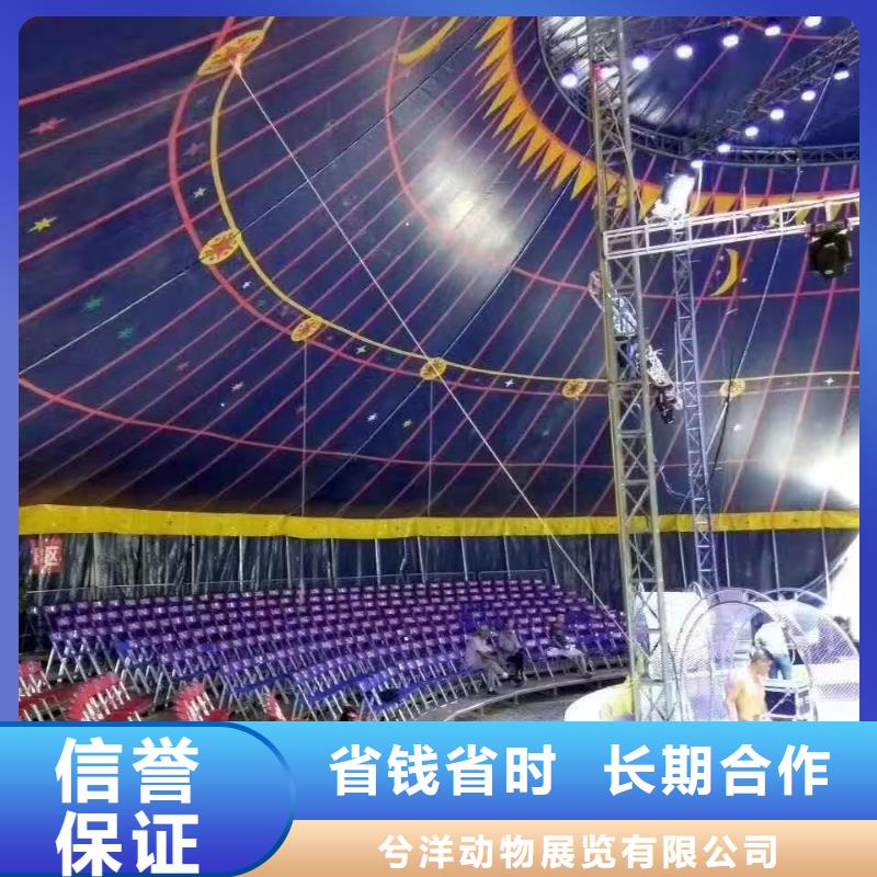 马戏团/羊驼动物表演出租实力商家